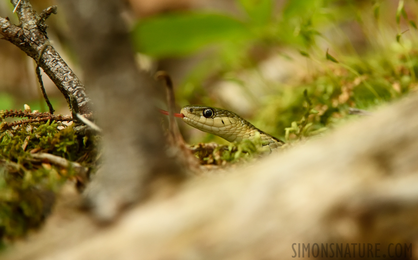 Thamnophis sirtalis pallidula [400 mm, 1/400 Sek. bei f / 7.1, ISO 2500]